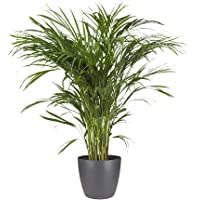 Planta de interior de Botanicly – Palma Areca en maceta antracita como un conjunto – Altura: 90 cm – Areca dypsis…